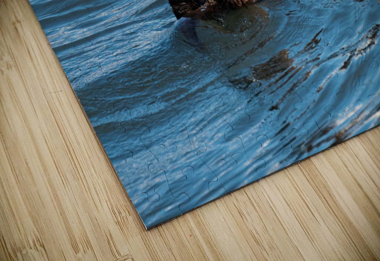 Sea Otter floating in Resurrection Bay near Seward Steve Heap Puzzle