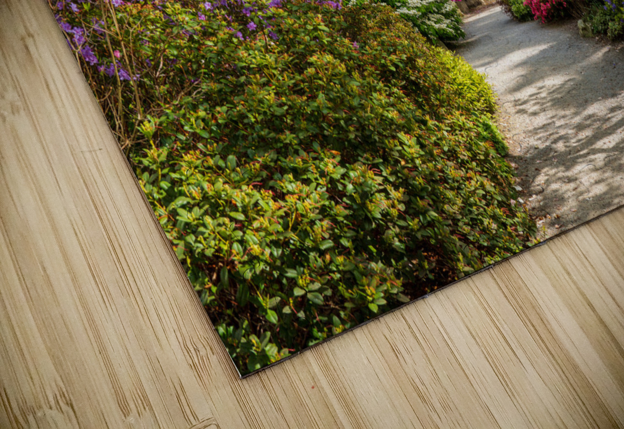 Path leads to Azaleas and Rhododendron trees in spring Steve Heap Puzzle