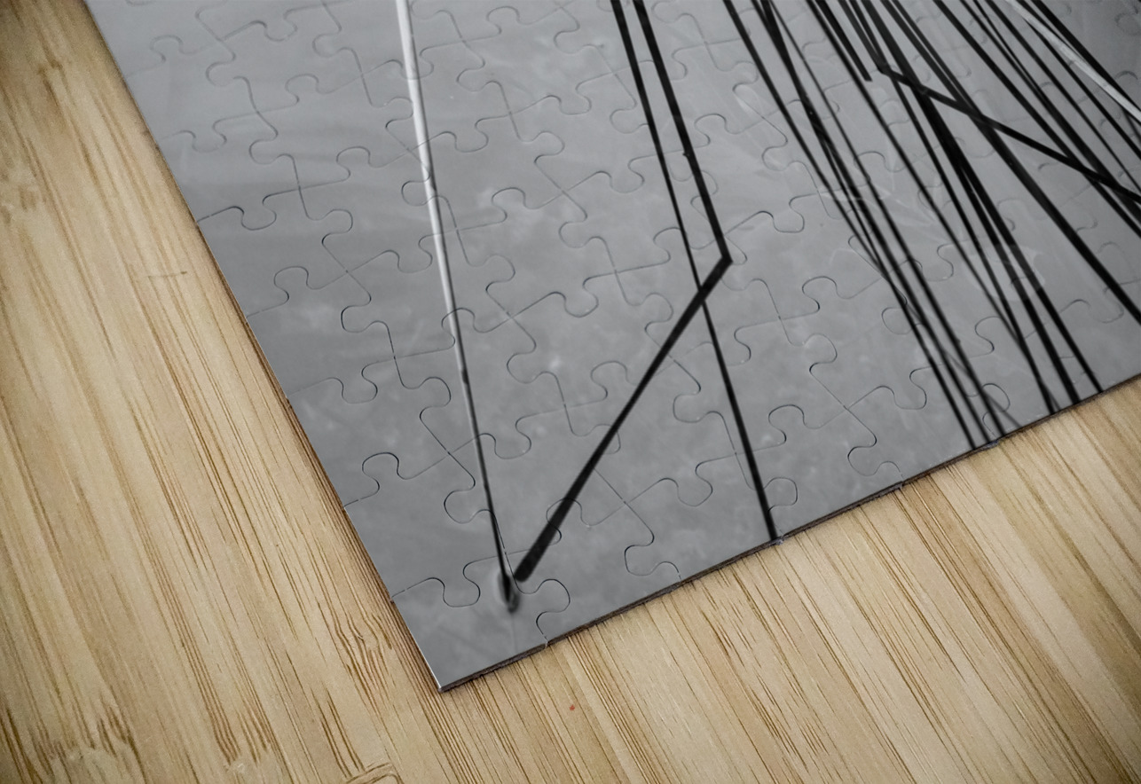 Empty bed of reeds in Everglades Florida Steve Heap Puzzle