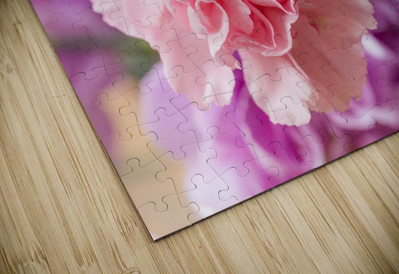 Delicate close up of petals of a carnation Steve Heap Puzzle