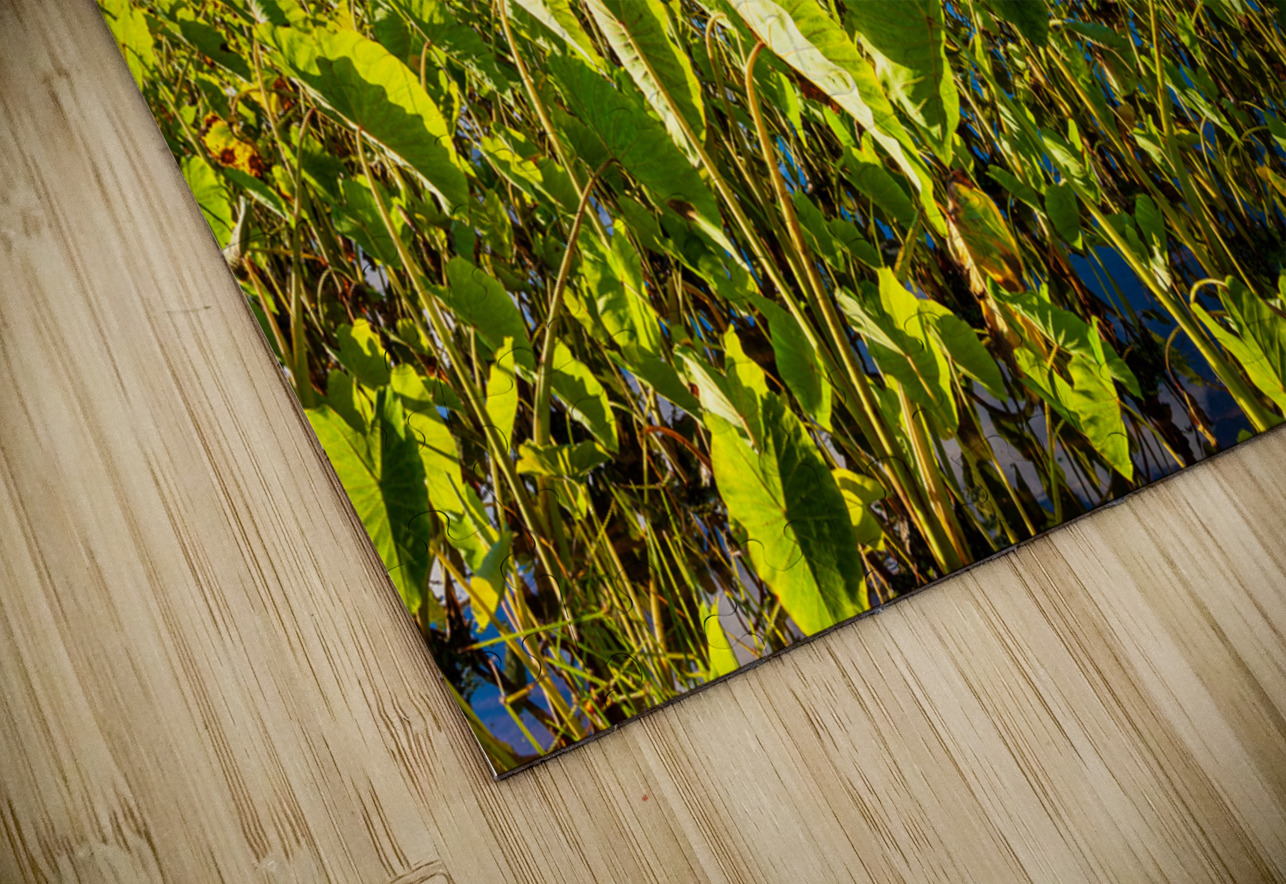 Hanalei Valley in Kauai Steve Heap Puzzle