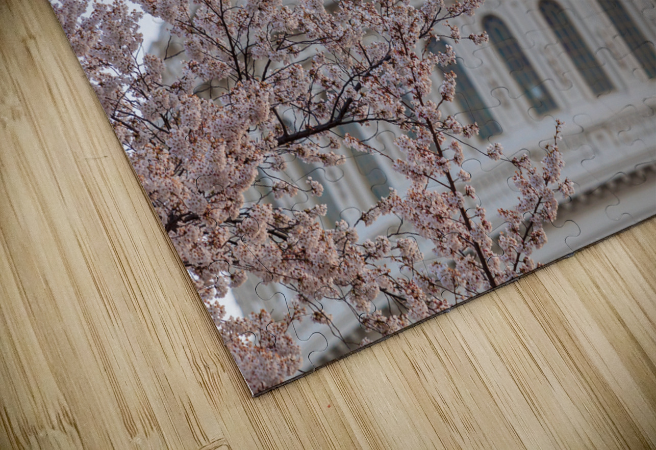 Cherry blossoms by the Capitol dome at dawn Steve Heap Puzzle