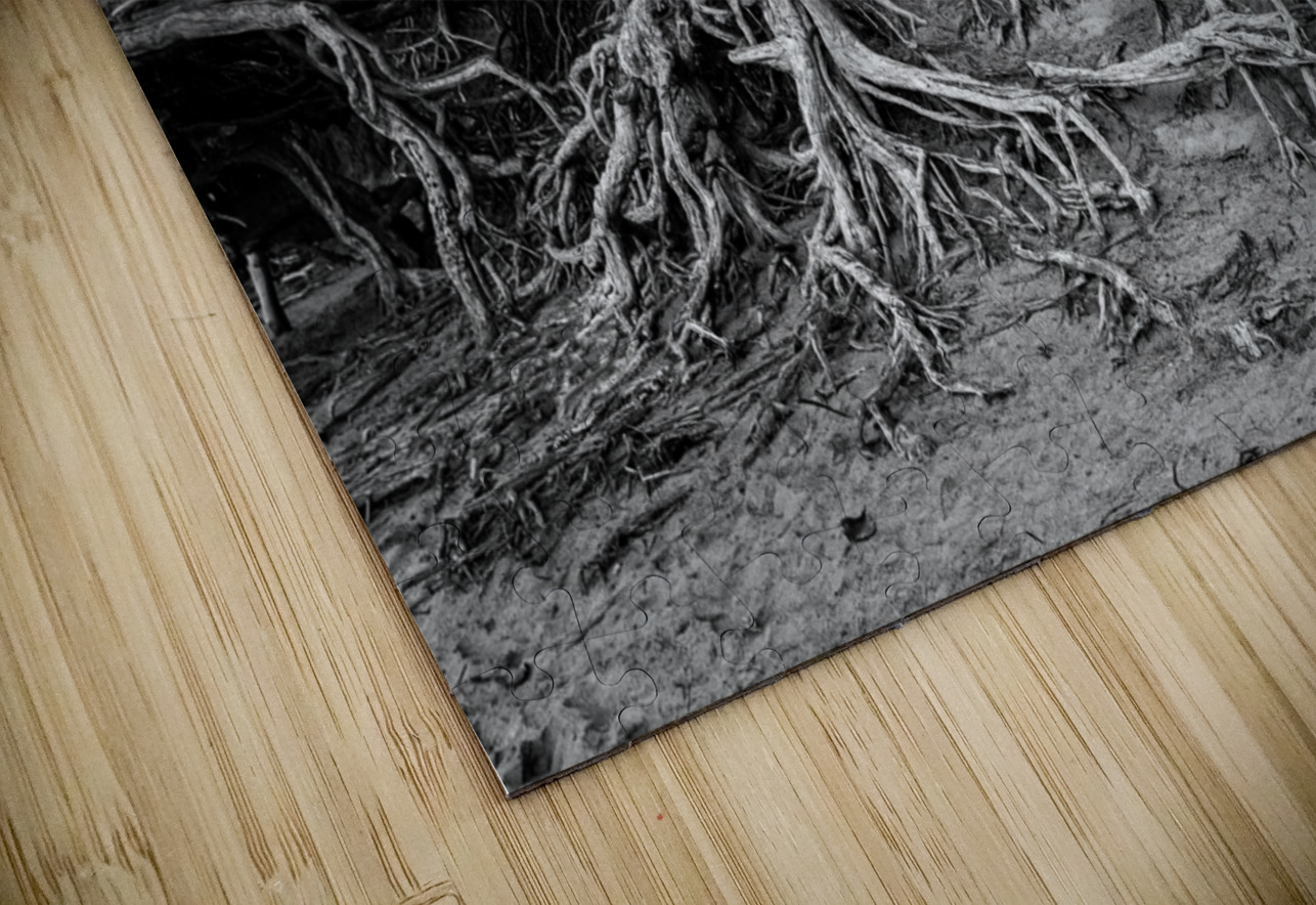 Storm erosion on tree roots at Kee beach Steve Heap Puzzle
