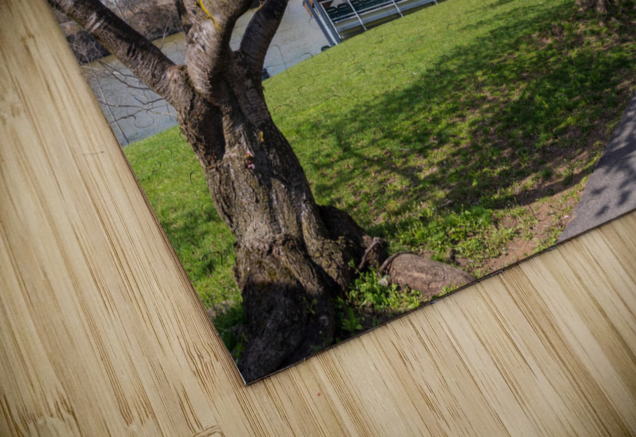 Ruby Amphitheater by walking trail  by the river in Morgantown W Steve Heap Puzzle