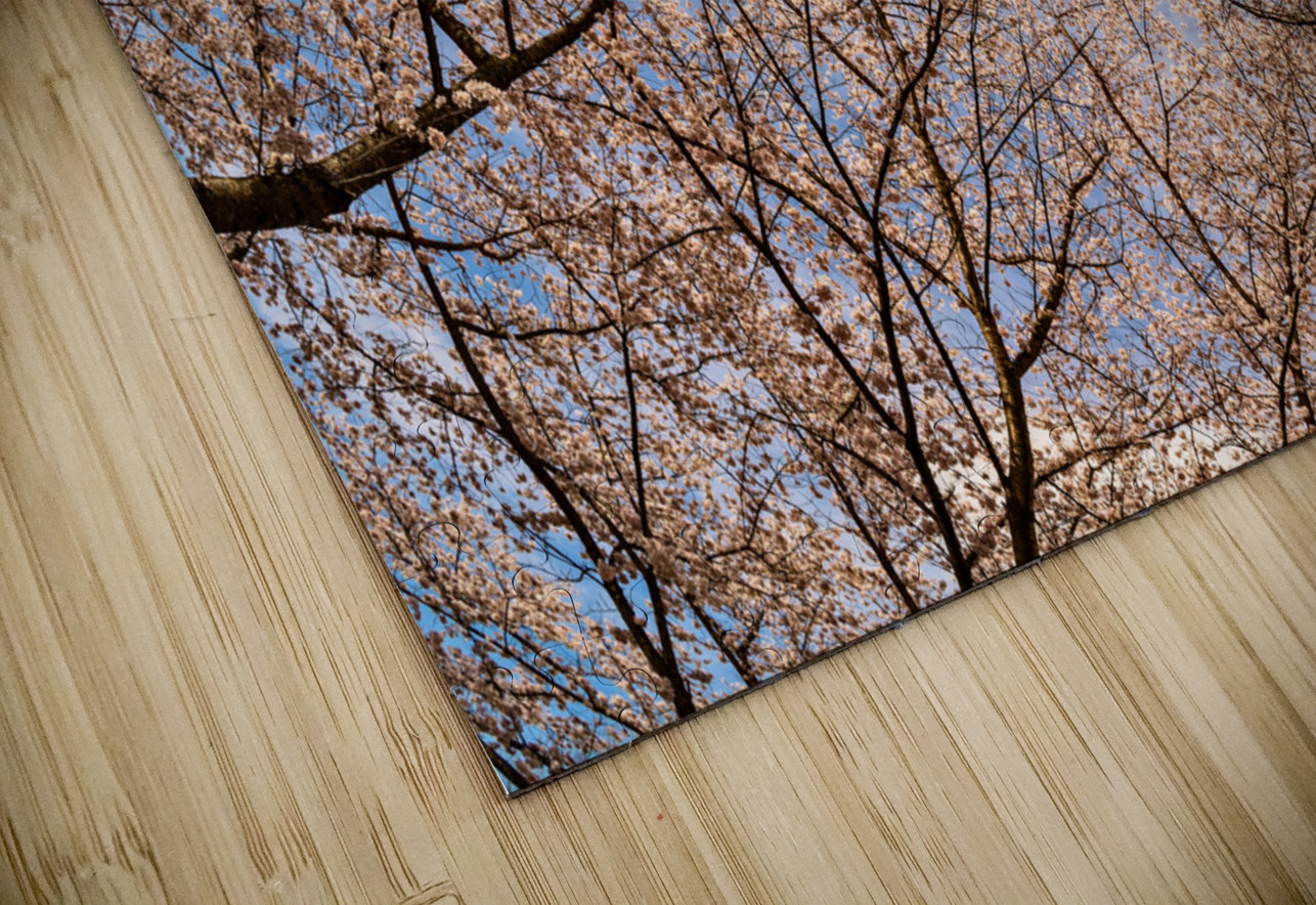 Looking up at Cherry blossoms over walking trail in Morgantown Steve Heap Puzzle