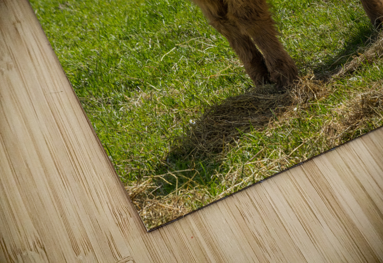 Young male highland calf in meadow facing the camera Steve Heap Puzzle