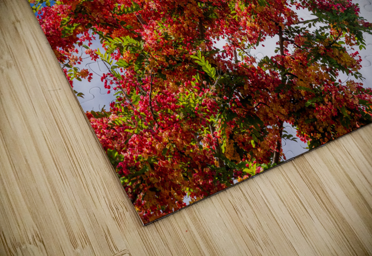 Gorgeous rainbow shower tree blossoms against blue sky Steve Heap Puzzle