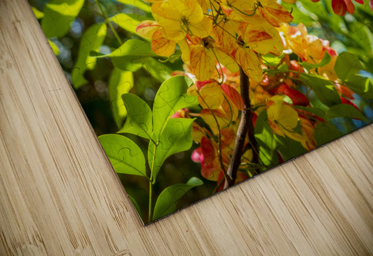 Gorgeous rainbow shower tree blossoms in Hawaii Steve Heap Puzzle