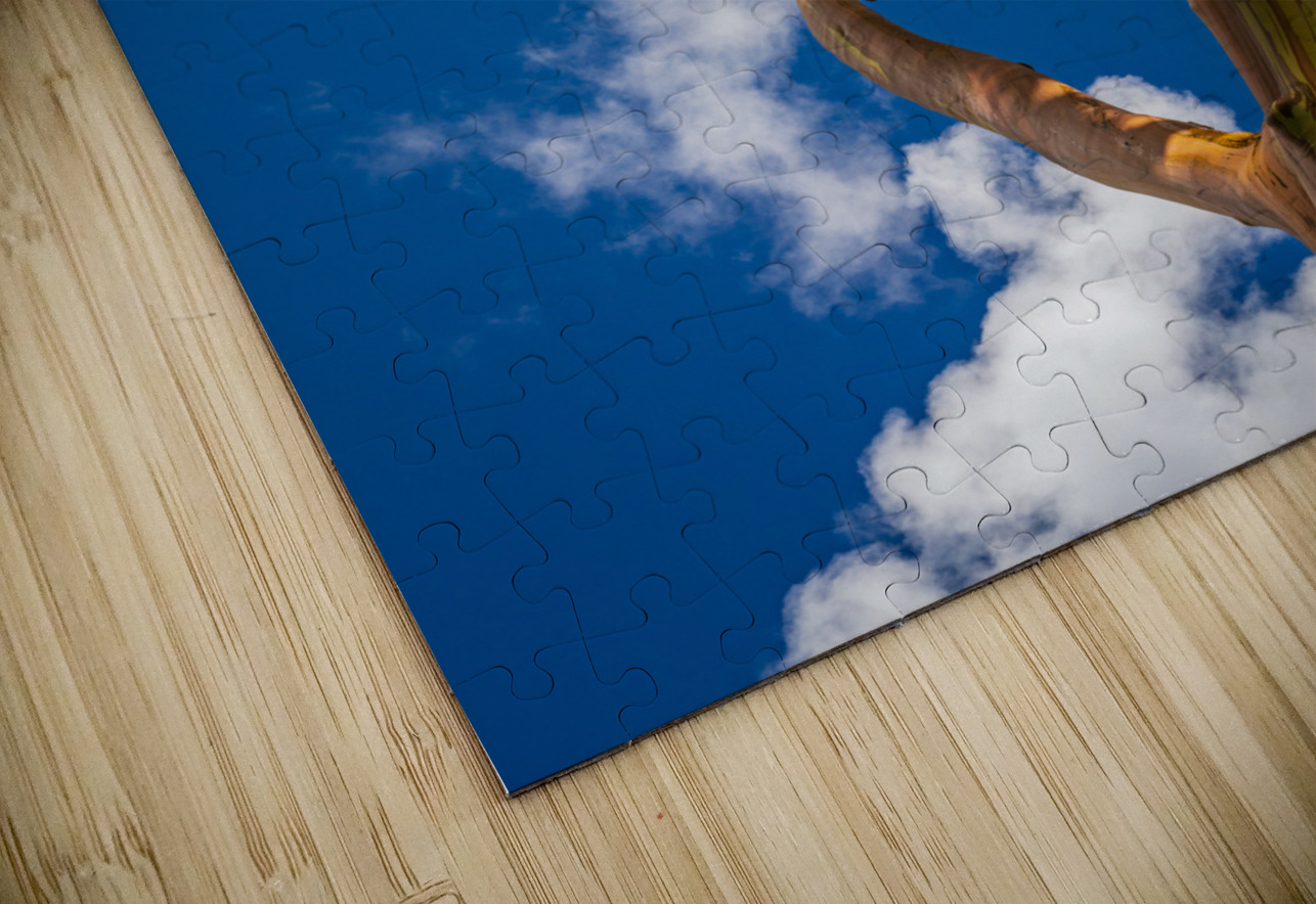 Branches of rainbow eucalyptus trees in Keahua Arboretum Steve Heap Puzzle