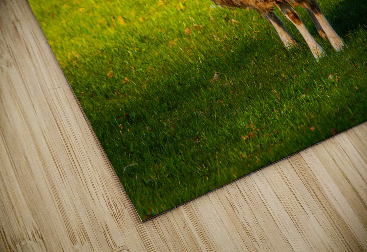 Large round sheep in meadow in Wales staring at camera Steve Heap Puzzle