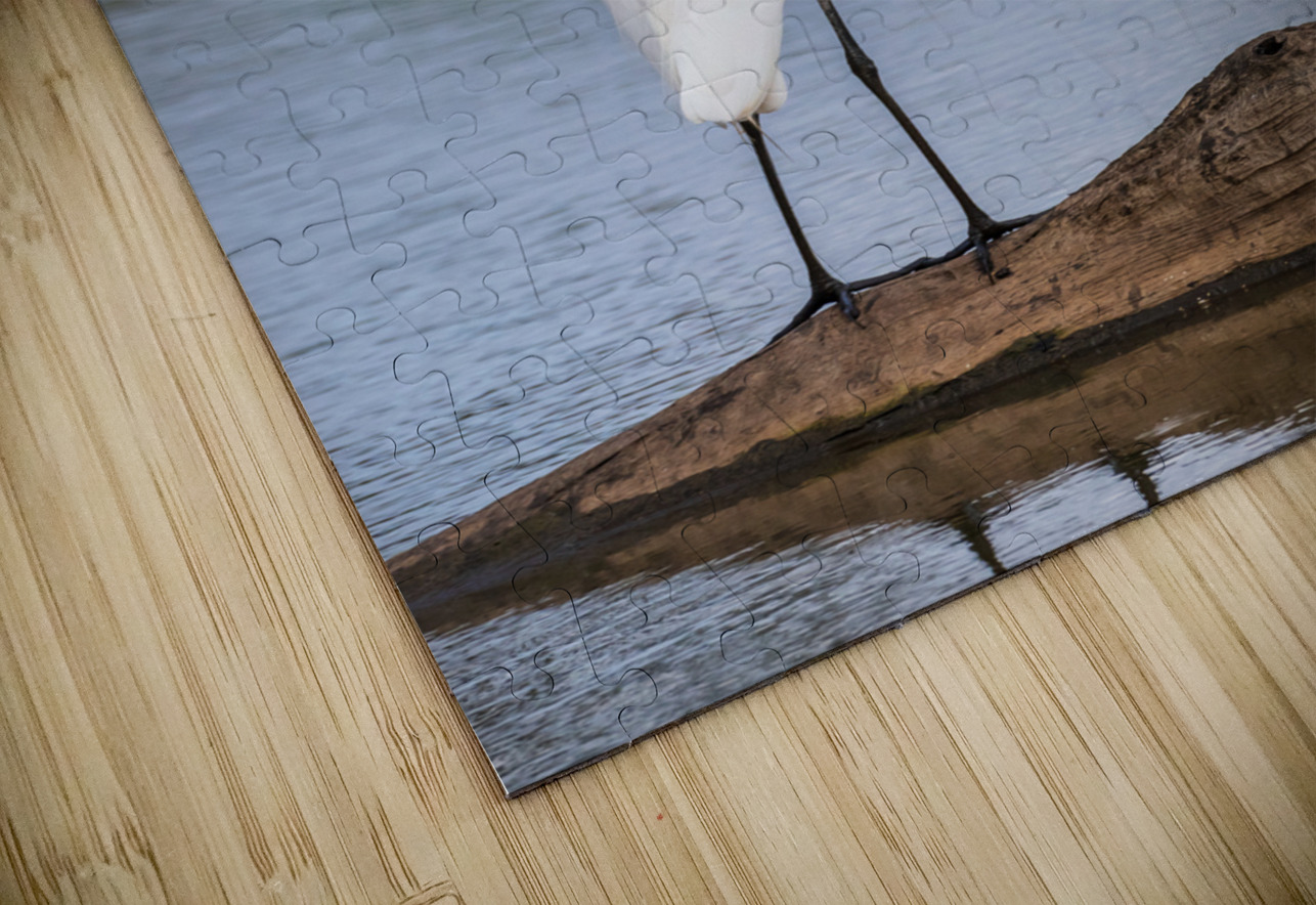 Great Egret on the stumps of bald cypress trees in Atchafalaya b Steve Heap Puzzle