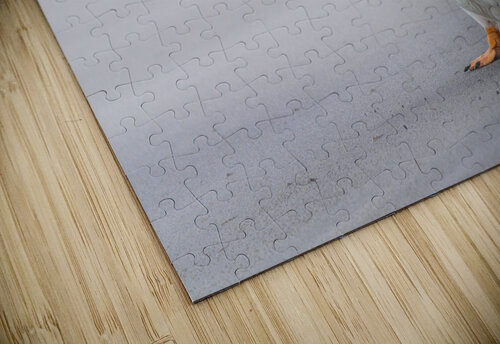 Single Gentoo penguin on Falklands walking to ocean Steve Heap puzzle