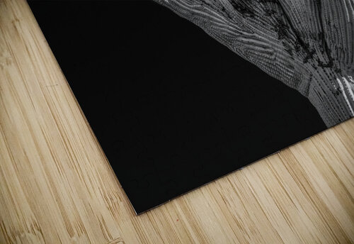 Crested Saguaro in National Park West in monochrome Steve Heap puzzle