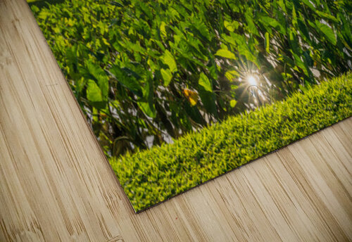 Verdant taro fields thrive under the Hawaiian sun near Hanalei B Steve Heap puzzle