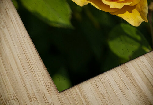 Golden butter colored single rose known as the absolutely fabulo Steve Heap puzzle