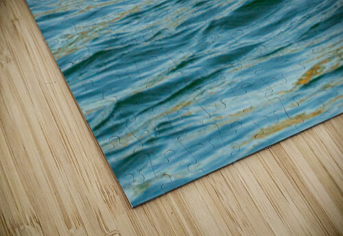 Small harbor seal in waters off Anacortes looking plaintively at Steve Heap puzzle