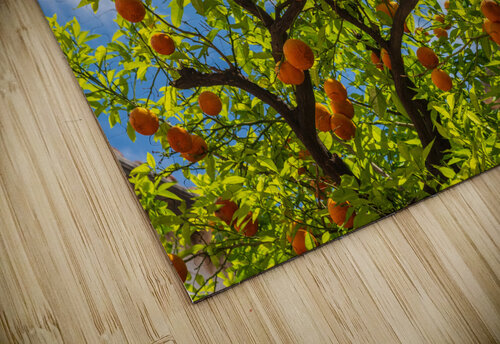 Oranges growing in courtyard of monastery Steve Heap puzzle