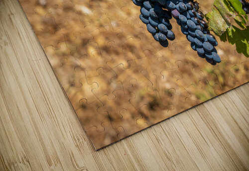 Bunches of grapes for port wine in Douro valley Steve Heap puzzle