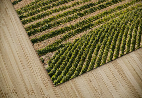 Terraced rows of vines by river Douro in Portugal Steve Heap puzzle