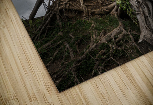 Fallen tree from Hurricane Maria in San Juan Steve Heap puzzle