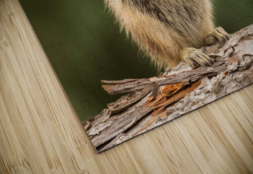 Cute Chipmunk well fed on nuts and seeds Steve Heap puzzle