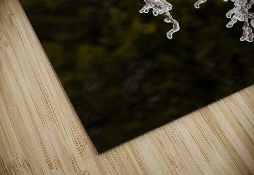 Ice covered branches start to melt to icicles Steve Heap puzzle