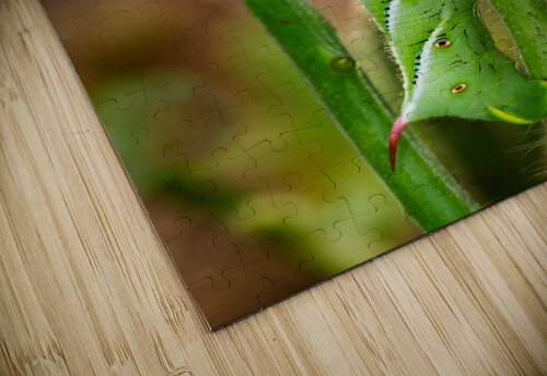 Tomato hornworm caterpillar eating plant Steve Heap puzzle