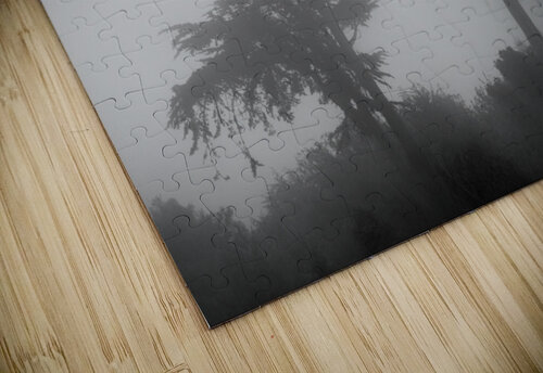 Mist and fog envelop two pine trees Steve Heap puzzle