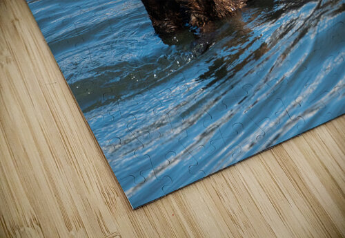 Sea Otter floating in Resurrection Bay near Seward Steve Heap puzzle