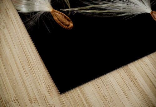 Macro photo of swamp milkweed seed pod Steve Heap puzzle