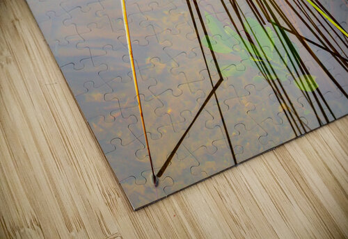 Empty bed of reeds in Everglades Florida Steve Heap puzzle