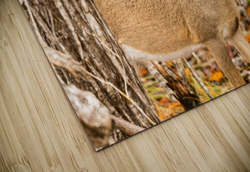 Small Key Deer in woods Florida Keys Steve Heap puzzle