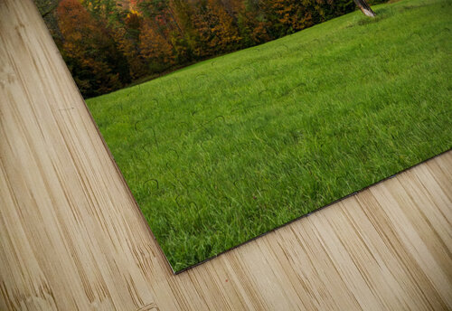 Old tree trunk contrasts with vibrant Vermont fall colors Steve Heap puzzle