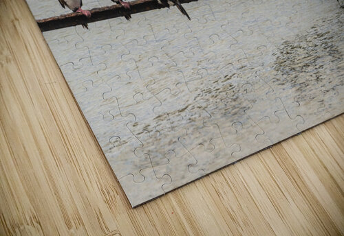 Colony of Imperial Cormorant seabirds in Punta Arenas Chile Steve Heap puzzle