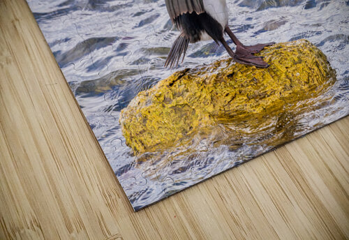 Imperial Cormorant seabird on rock in Punta Arenas Chile Steve Heap puzzle