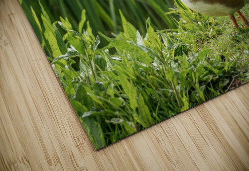 Mandarin Duck on the lakeshore at the Mere in Ellesmere  Steve Heap puzzle