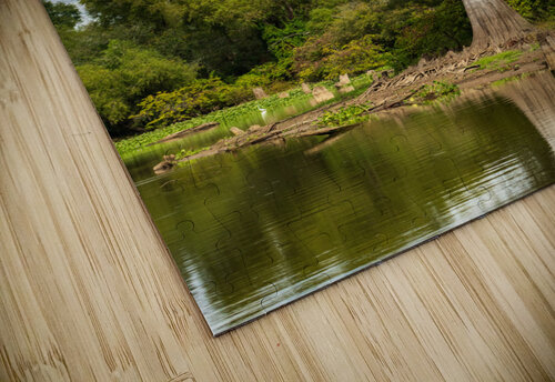 Large bald cypress trees rise out of water in Atchafalaya basin Steve Heap puzzle