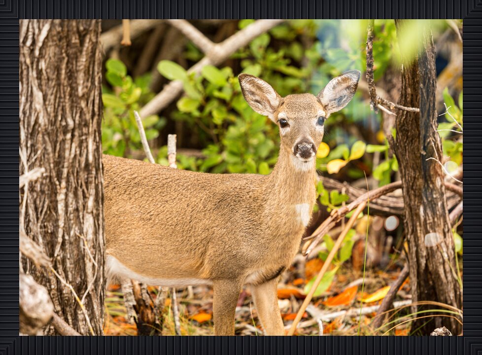 Impression de cadre personnalisé