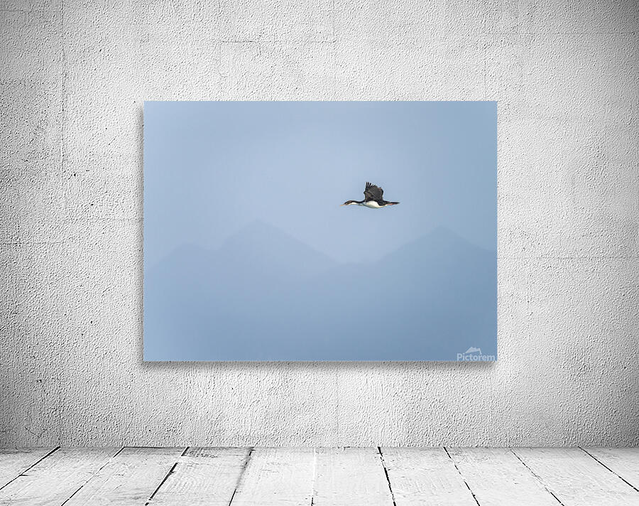Imperial Shag or Cormorant flying by Cape Horn in Chile Wall Preview