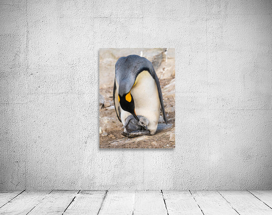 Small chick hiding in the feathers of a King Penguin at Bluff Co Wall Preview