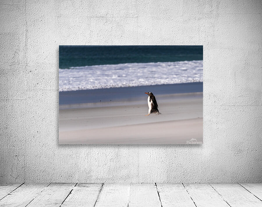 Single Gentoo penguin on Falklands walking to ocean Wall Preview