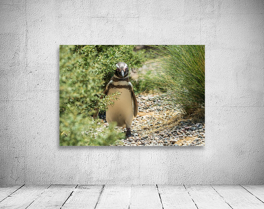 Single male magellanic penguin in plants in Punta Tombo Wall Preview