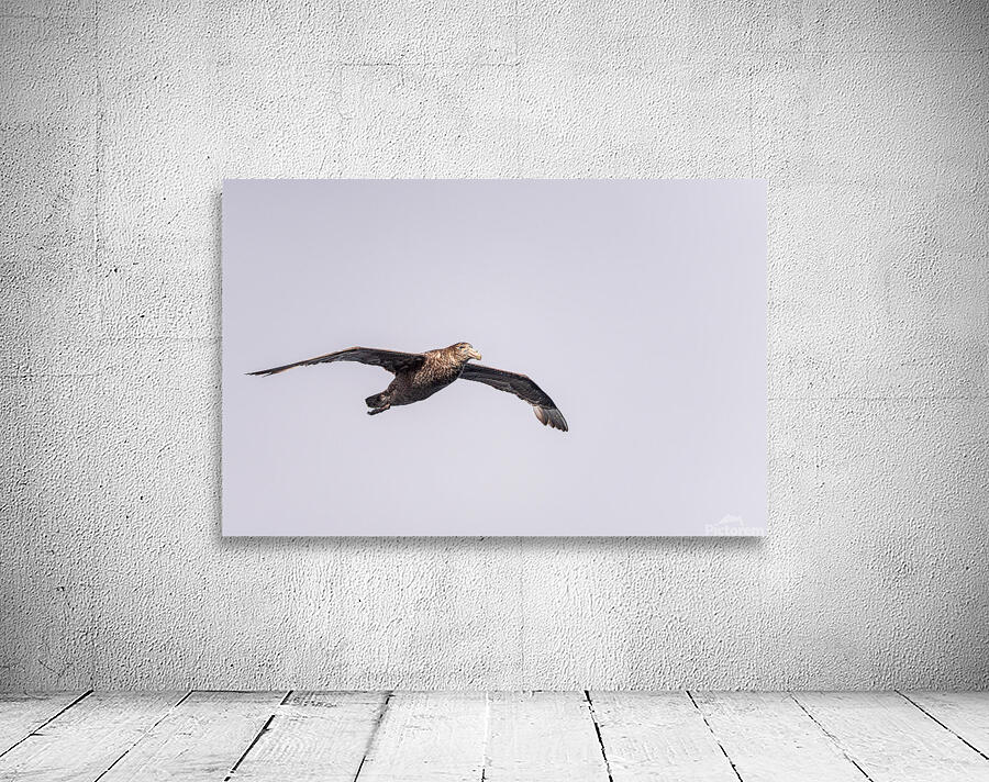 Southern giant petrel flying alongside cruise ship in South Atla Wall Preview