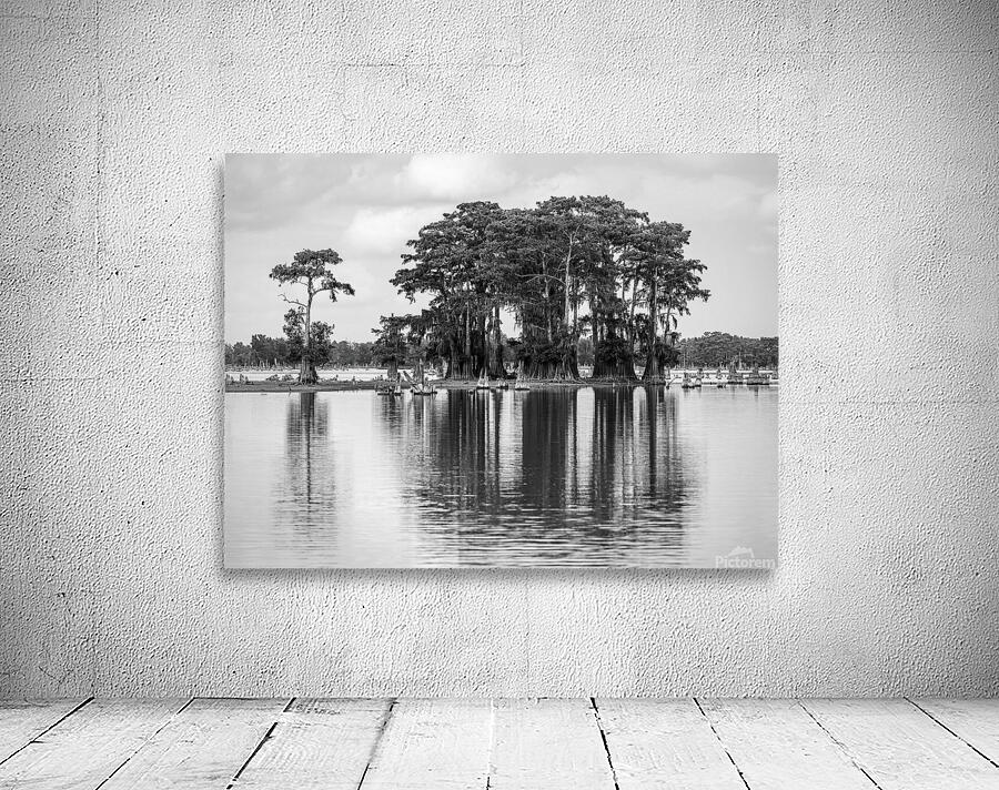 Stand of bald cypress trees rise out of water in Atchafalaya bas Wall Preview