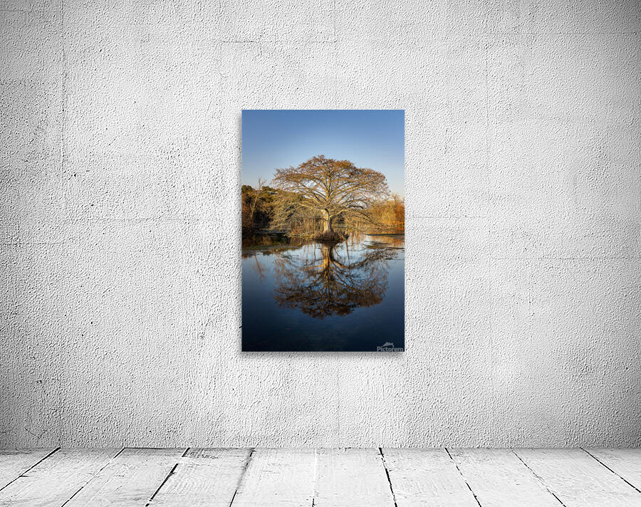 Large cypress tree in Comal River in Landa park New Braunfels in Wall Preview