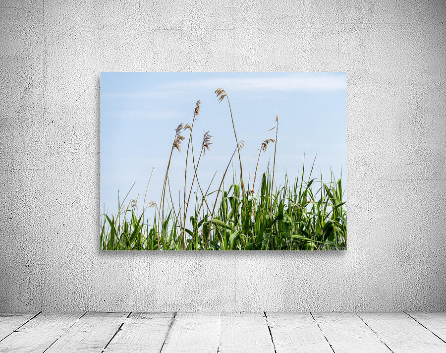 Tall reeds and green grasses sway gently against a light blue sk Wall Preview