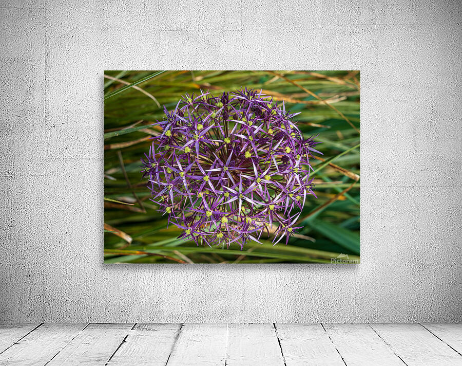 Large purple umbel of the Persian Onion or Star of Onion flower Wall Preview