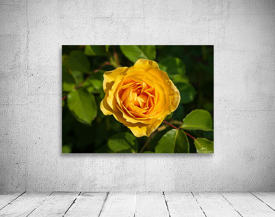 Golden butter colored single rose known as the absolutely fabulo Wall Preview