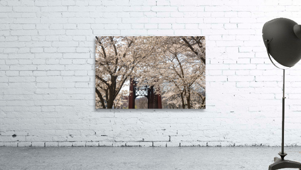 Blossoms by the steel girder bridge carries the bike walking trail Wall Preview