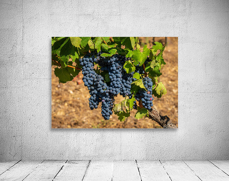 Bunches of grapes for port wine in Douro valley Wall Preview